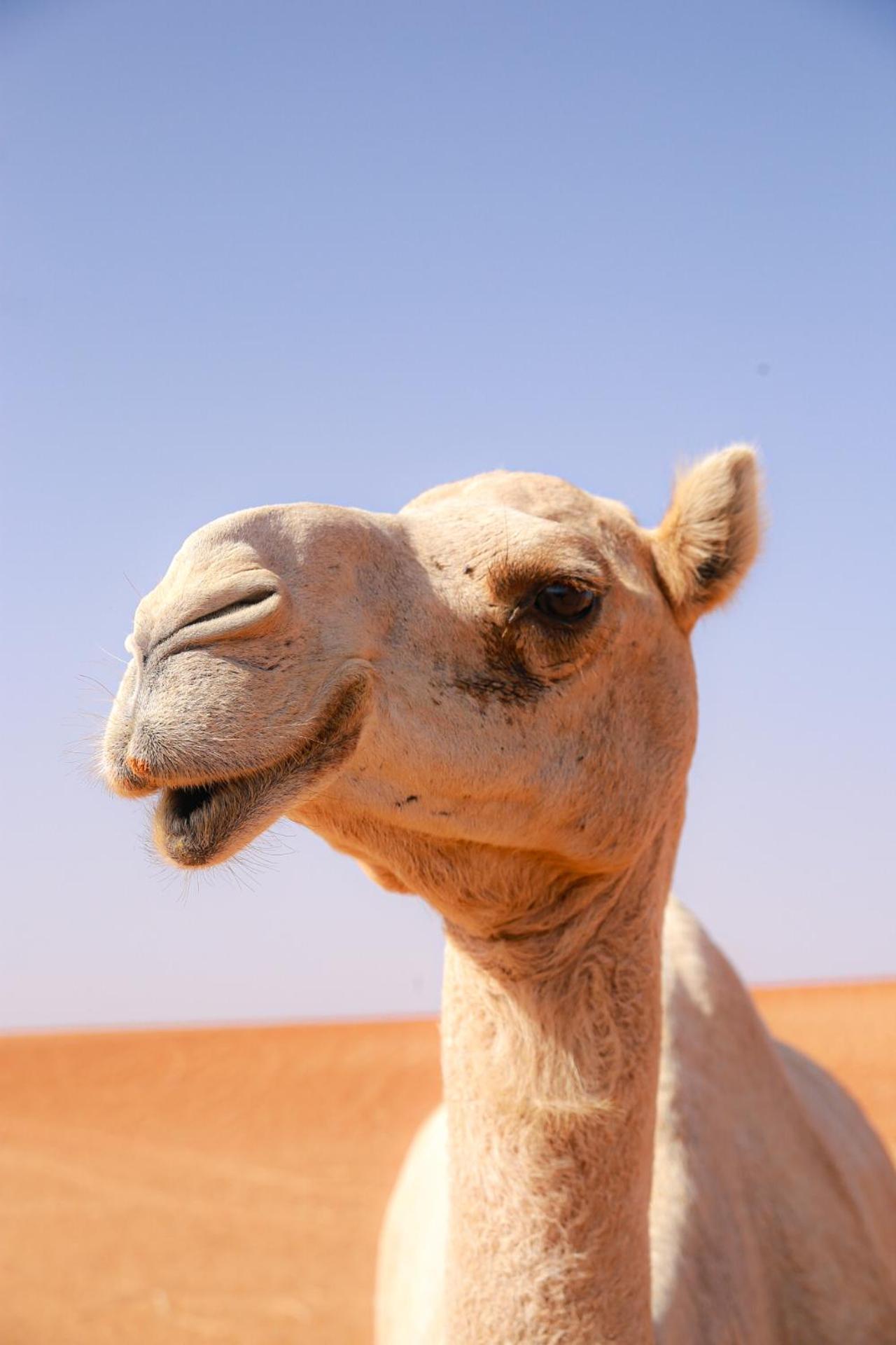 Wahiba Bedouin Rustic Camp Hotel Bidiya Exterior foto