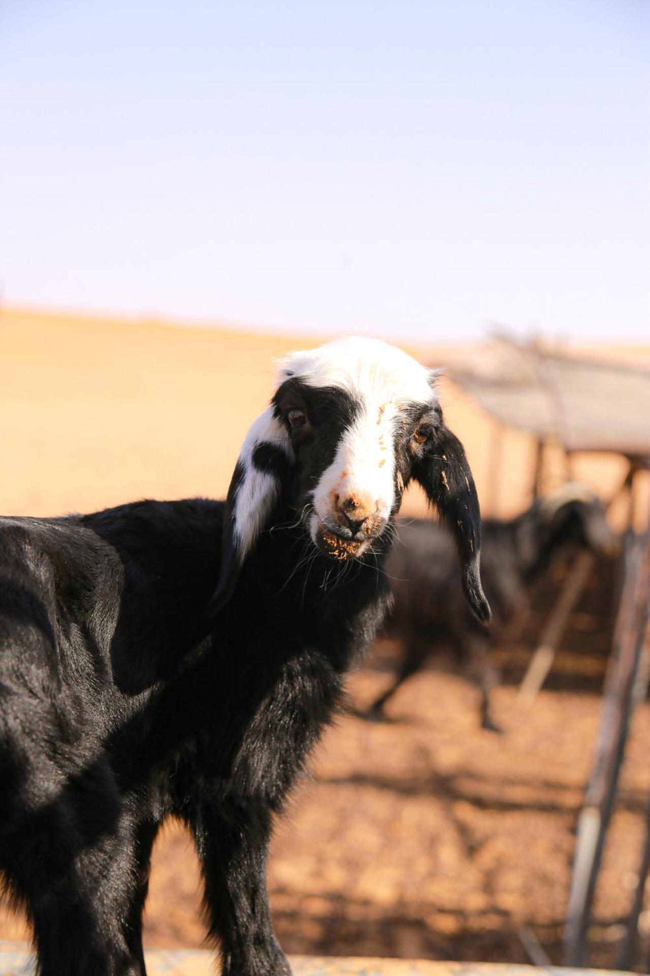 Wahiba Bedouin Rustic Camp Hotel Bidiya Exterior foto